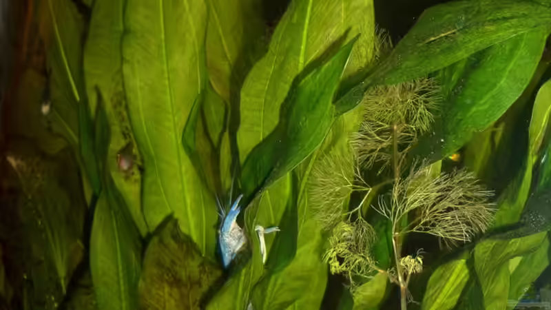 Pflanzen im Aquarium Eckaquarium von Andre Schreiter (10)