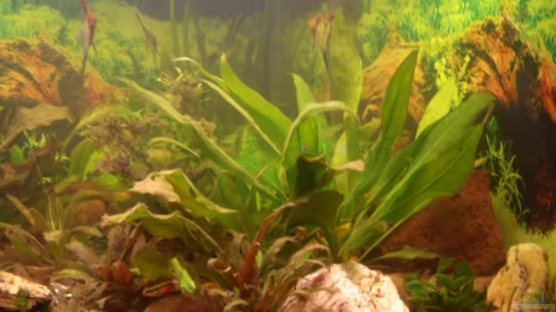Pflanzen im Aquarium Eckaquarium von Andre Schreiter (6)