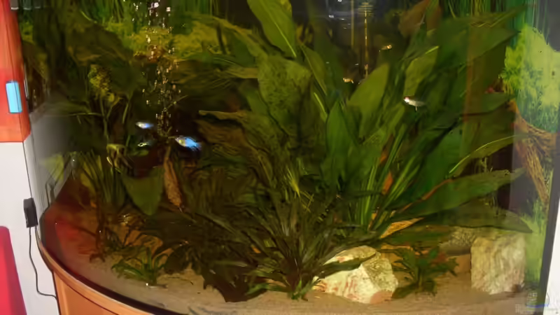 Pflanzen im Aquarium Eckaquarium von Andre Schreiter (8)