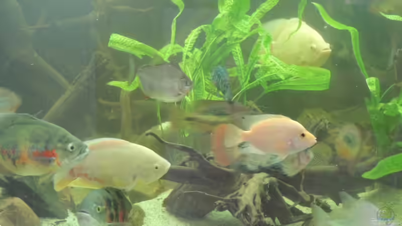 Pflanzen im Aquarium eckaquarium von Nico Beyer (16)