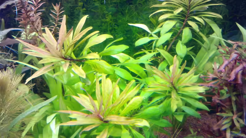 Pflanzen im Aquarium eheim mp scubaline120 von Mike Schl. (14)