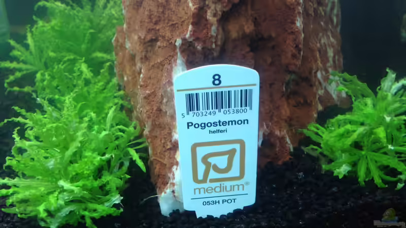 Pflanzen im Aquarium EHEIM proxima 325 von AdAbsurdum (12)