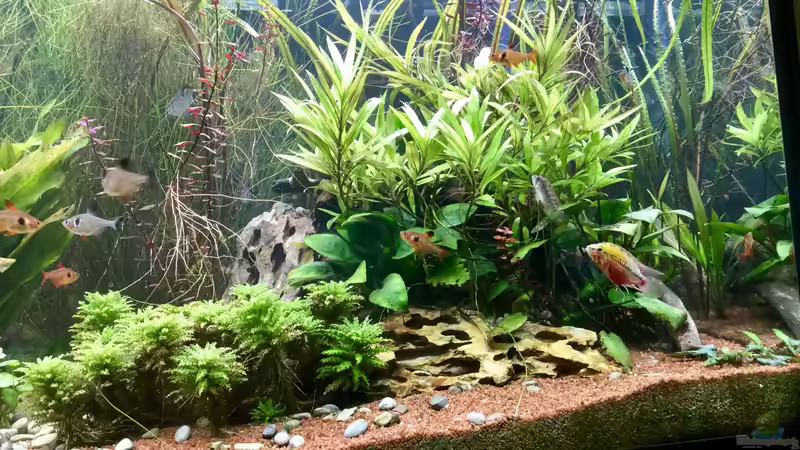 Pflanzen im Aquarium Eheim Proxima von Petra (3)