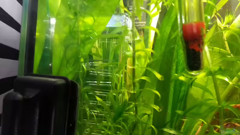 Pflanzen im Aquarium Eheim ScubaCube 64 (existiert nicht mehr) von Zohan (6)