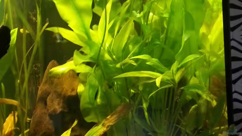 Pflanzen im Aquarium Eheim ScubaCube 64 (existiert nicht mehr) von Zohan (8)