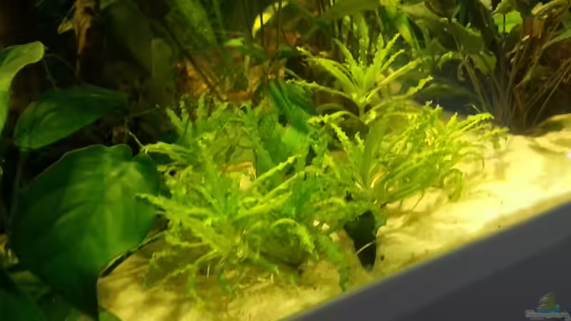Pflanzen im Aquarium Eheim ScubaCube 64 (existiert nicht mehr) von Zohan (9)