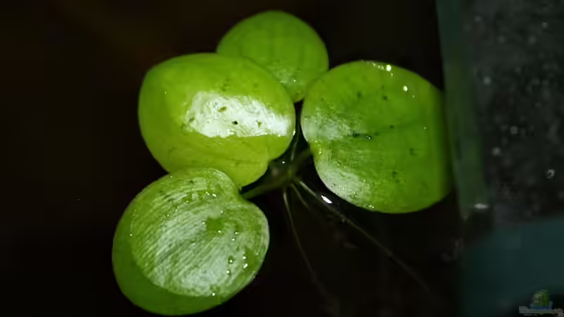 Pflanzen im Aquarium Ein Stück Südamerika von marxbre (19)