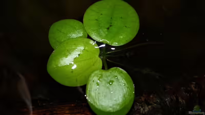 Pflanzen im Aquarium Ein Stück Südamerika von marxbre (21)