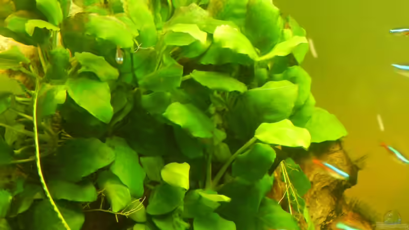Pflanzen im Aquarium eine neue Welt von Heinz Von B1 (10)