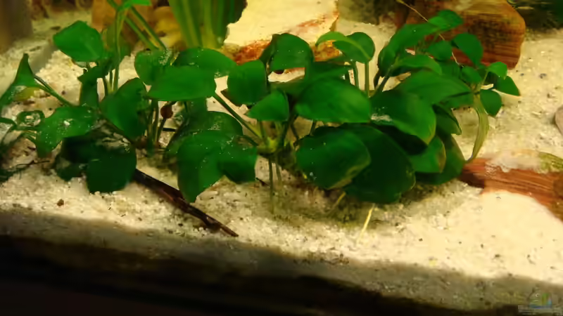 Pflanzen im Aquarium Ekki´s von ekki (3)
