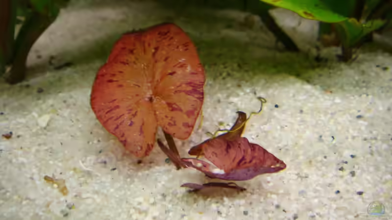 Pflanzen im Aquarium Ekki´s von ekki (6)
