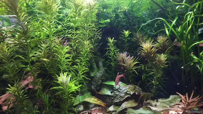 Pflanzen im Aquarium Elefanten mit Gesellschaft von Botia (11)