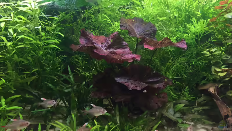 Pflanzen im Aquarium Elefanten mit Gesellschaft von Botia (12)