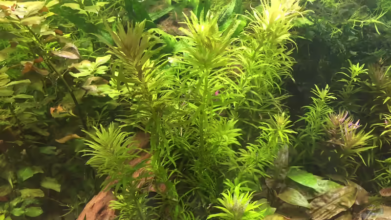 Pflanzen im Aquarium Elefanten mit Gesellschaft von Botia (13)