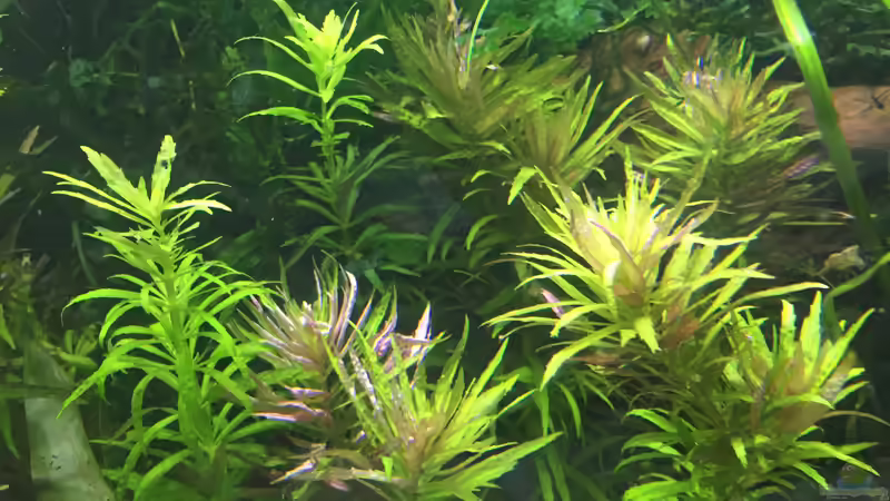 Pflanzen im Aquarium Elefanten mit Gesellschaft von Botia (14)