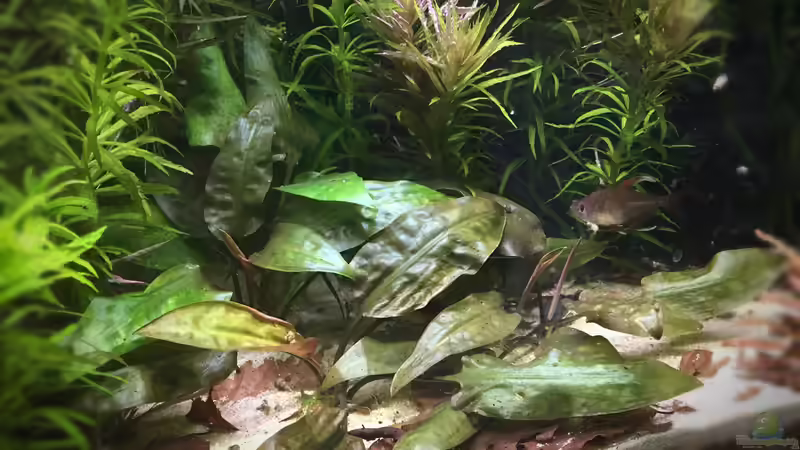 Pflanzen im Aquarium Elefanten mit Gesellschaft von Botia (8)