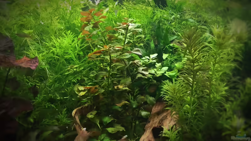 Pflanzen im Aquarium Elefanten mit Gesellschaft von Botia (9)