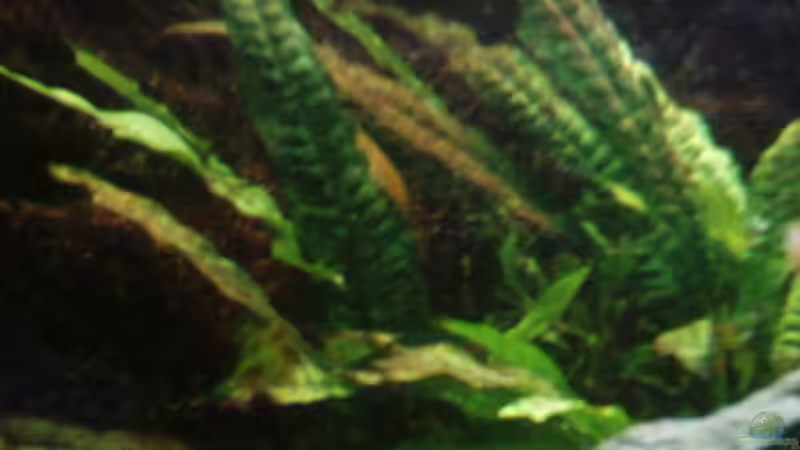 Pflanzen im Aquarium Elmar´s Malawibadewanne von Philosoph (10)