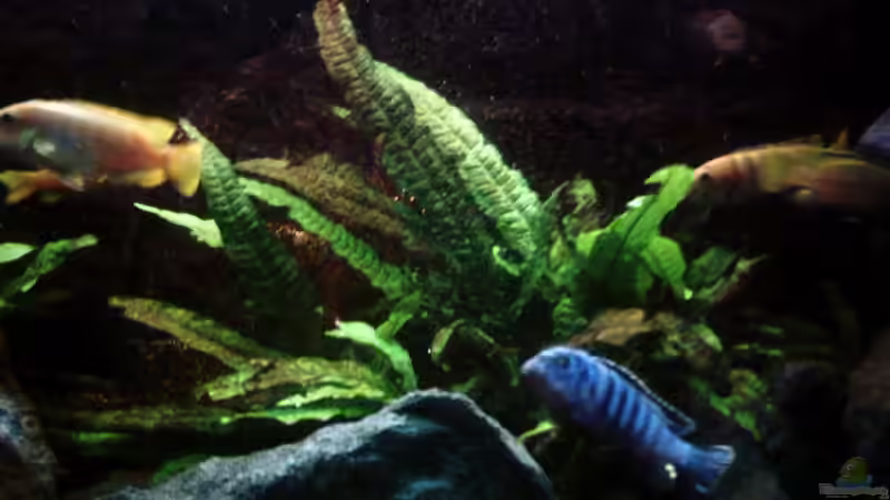 Pflanzen im Aquarium Elmar´s Malawibadewanne von Philosoph (11)