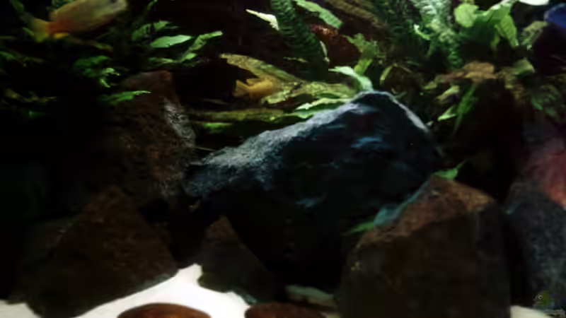 Pflanzen im Aquarium Elmar´s Malawibadewanne von Philosoph (13)