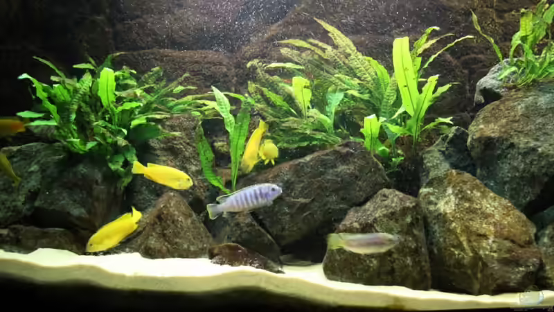 Pflanzen im Aquarium Elmar´s Malawibadewanne von Philosoph (19)