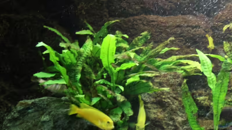 Pflanzen im Aquarium Elmar´s Malawibadewanne von Philosoph (23)