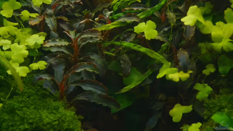 Pflanzen im Aquarium Elysion von Micha... (30)