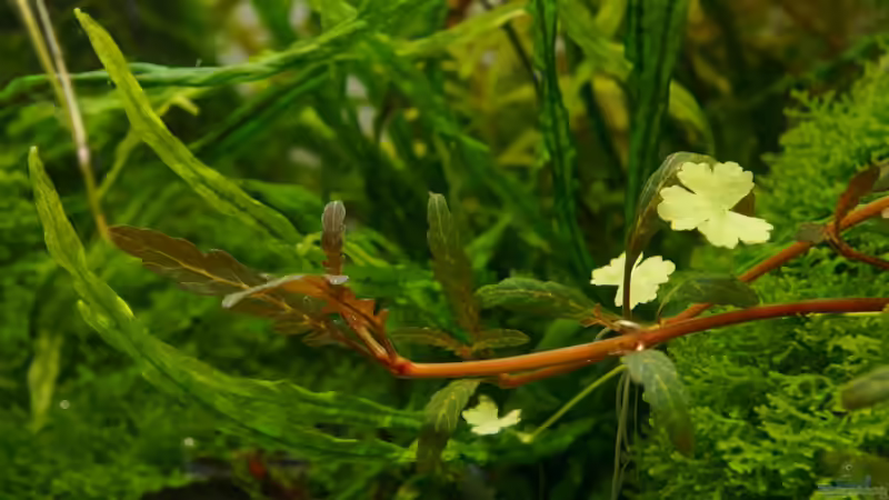 Pflanzen im Aquarium Elysion von Micha... (32)