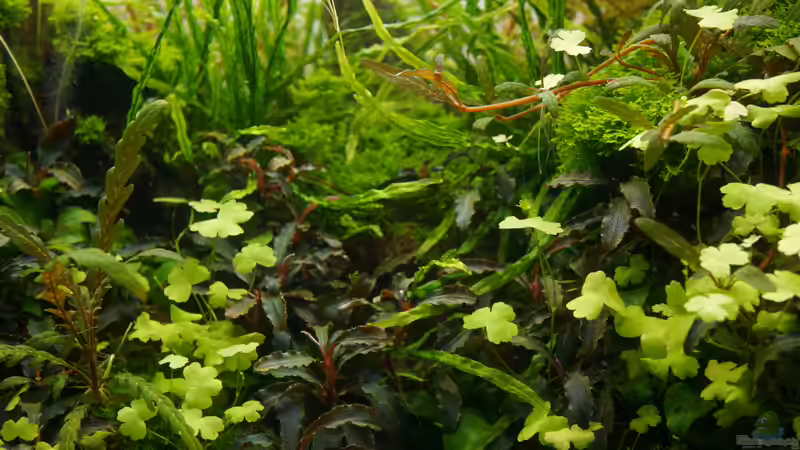 Pflanzen im Aquarium Elysion von Micha... (33)