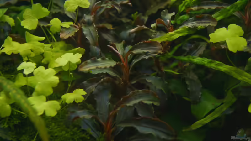 Pflanzen im Aquarium Elysion von Micha... (34)