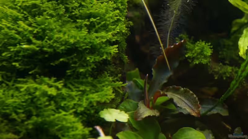 Pflanzen im Aquarium Elysion von Micha... (37)