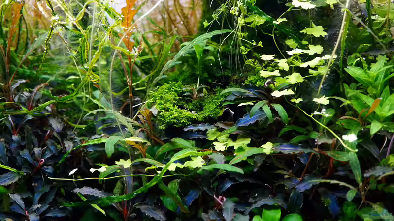 Pflanzen im Aquarium Elysion von Micha... (42)
