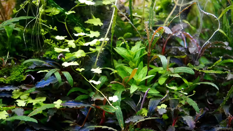 Pflanzen im Aquarium Elysion von Micha... (43)