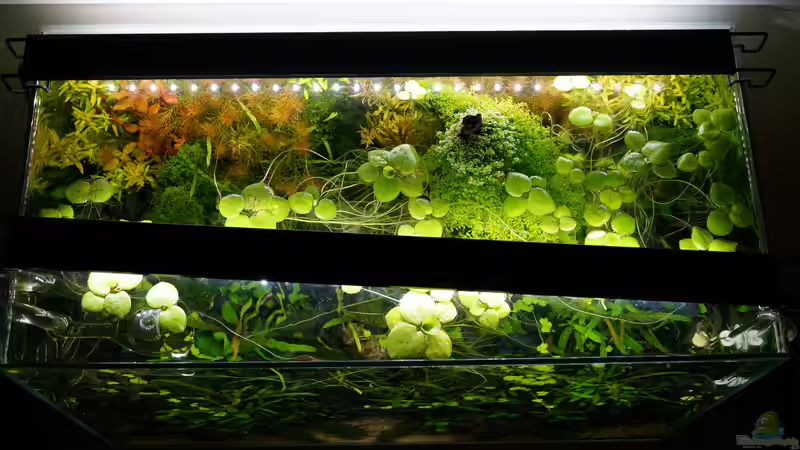 Pflanzen im Aquarium Elysion von Micha... (44)