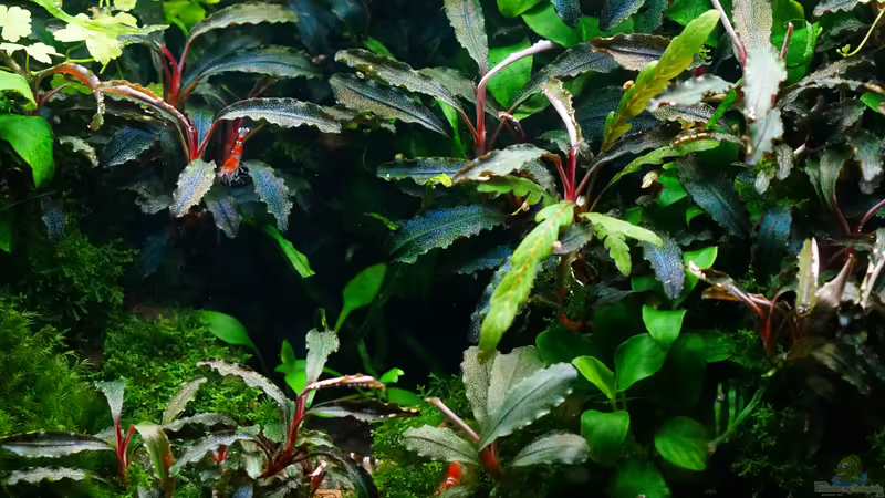 Pflanzen im Aquarium Elysion von Micha... (53)