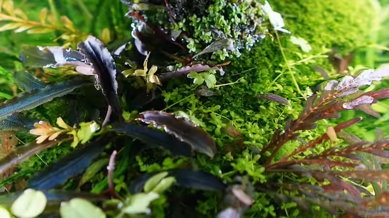 Pflanzen im Aquarium Elysion von Micha... (54)