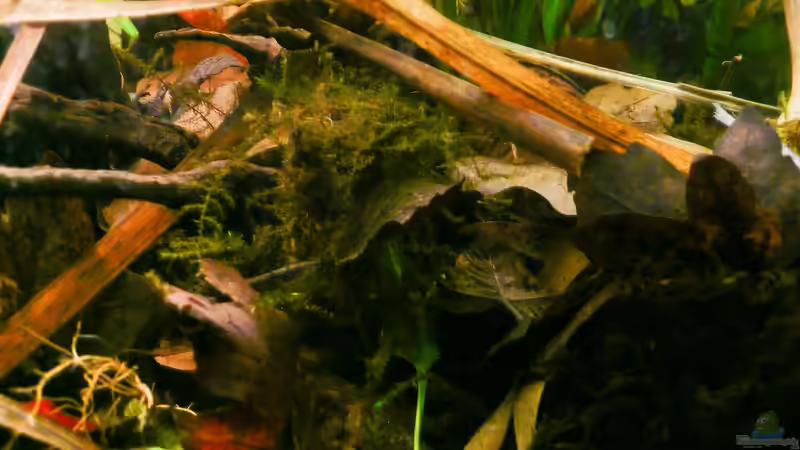 Pflanzen im Aquarium Enigmatochromis II von Cichlid Power (8)