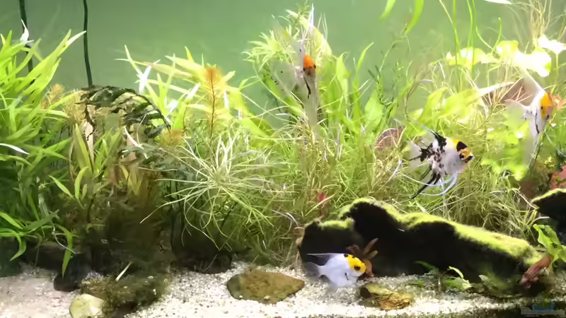 Pflanzen im Aquarium Entlich was halbwegs schönes von mina (5)