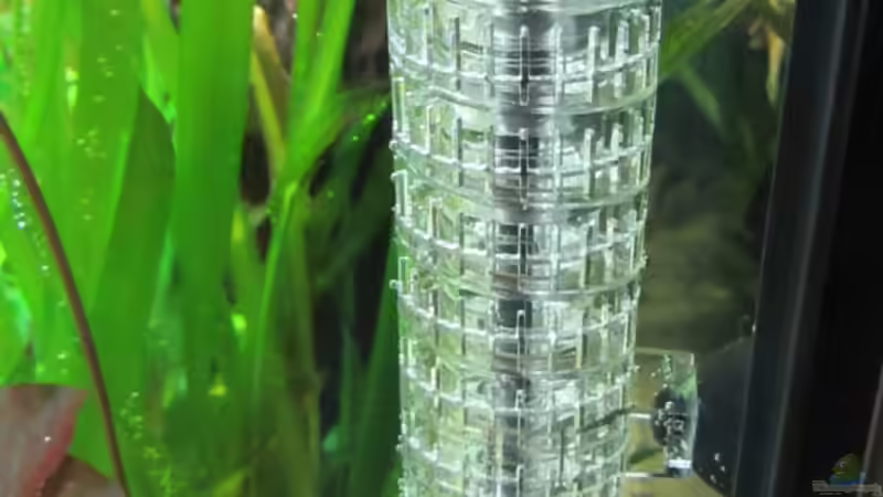 Pflanzen im Aquarium Erholung von Sabrina Plankensteiner (20)