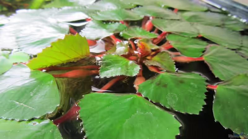 Pflanzen im Aquarium Erholung von Sabrina Plankensteiner (23)