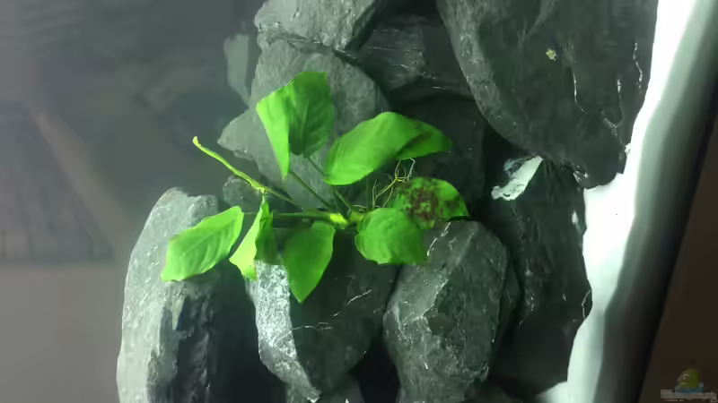 Pflanzen im Aquarium Erste Malawi Becken von DannySea (2)