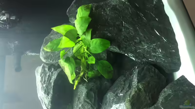 Pflanzen im Aquarium Erste Malawi Becken von DannySea (3)