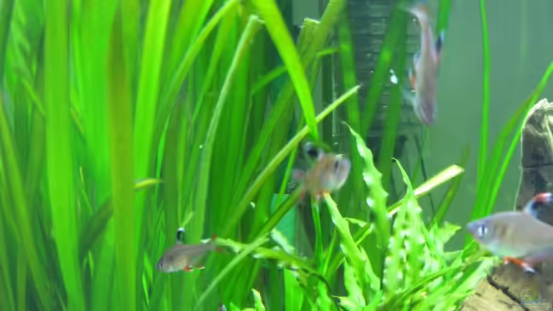 Pflanzen im Aquarium Erster Versuch, nun nicht mehr von Robbie (14)