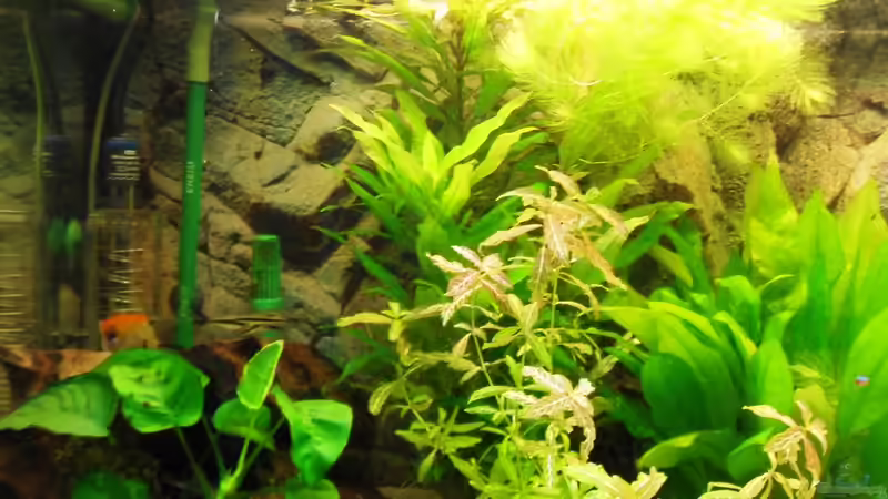 Pflanzen im Aquarium Erstes Aquarium von Aquarianer2001 (3)