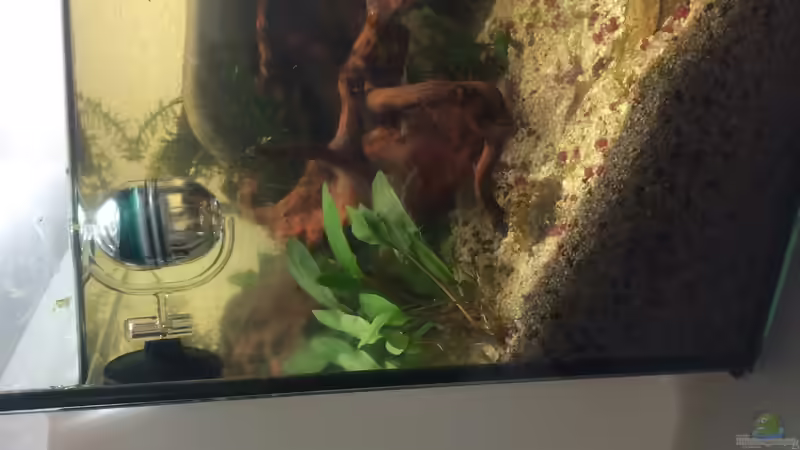 Pflanzen im Aquarium Erstes HMF-Becken von RobiTobi (2)