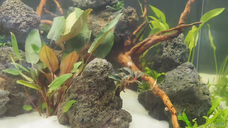 Pflanzen im Aquarium Esszimmerbecken von Nietzus (10)