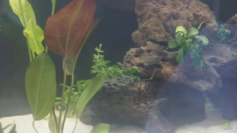 Pflanzen im Aquarium Esszimmerbecken von Nietzus (11)