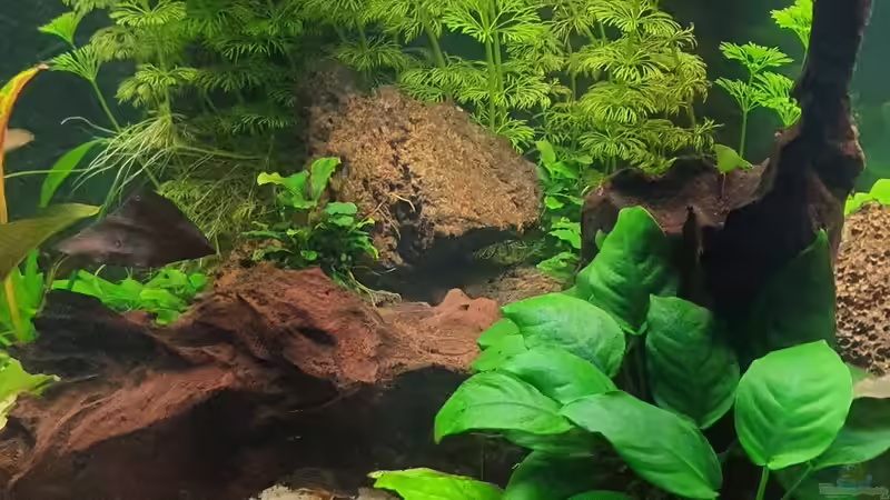 Pflanzen im Aquarium Esszimmerbecken von Nietzus (14)