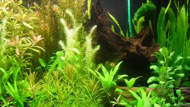 Pflanzen im Aquarium existiert in der Form nichtmehr von Peter S. (13)