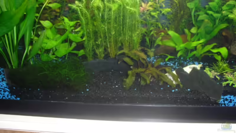 Pflanzen im Aquarium existiert in der Form nichtmehr von Peter S. (5)